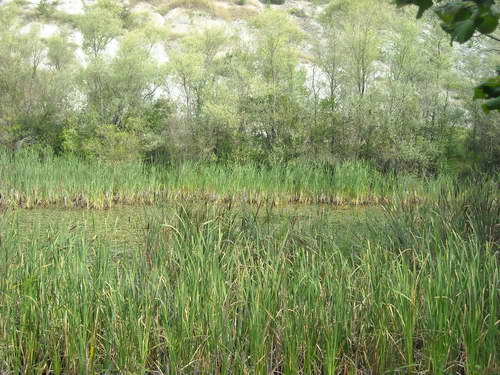 Planina Kukavica