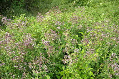 Planina Kukavica