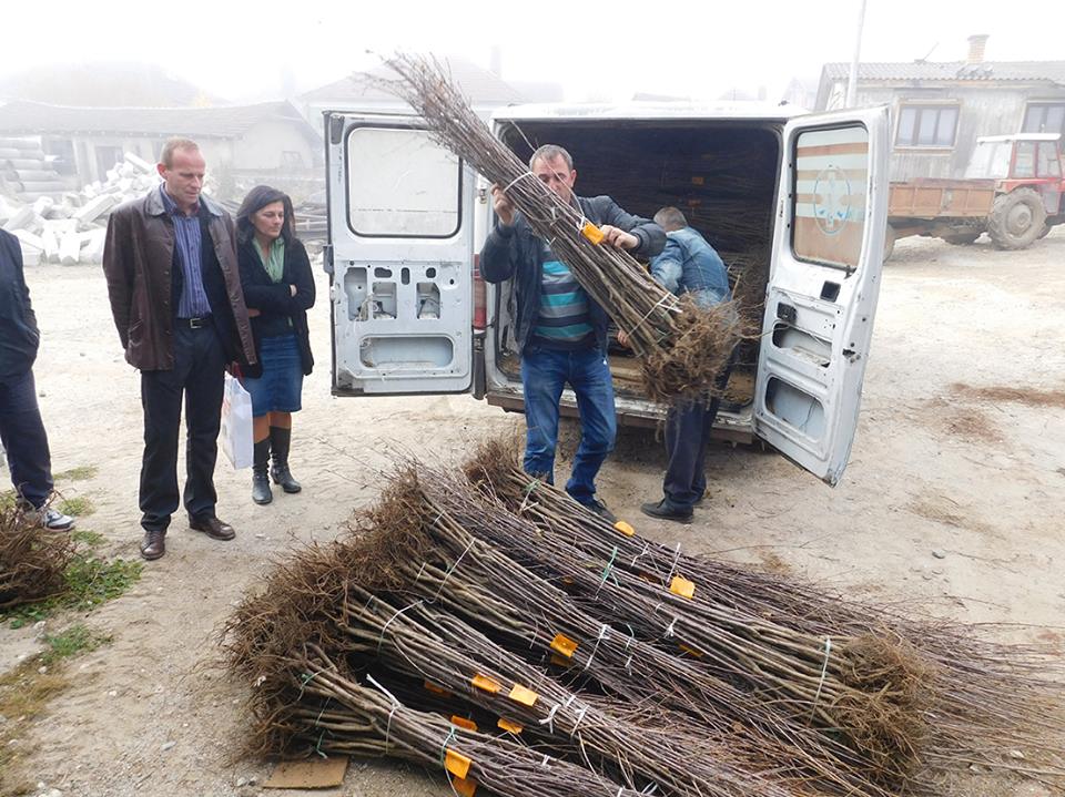 Podela sadnica novembar 2015