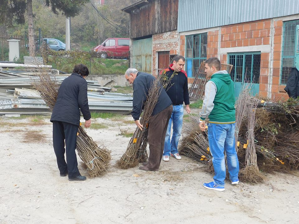 Podela sadnica novembar 2015