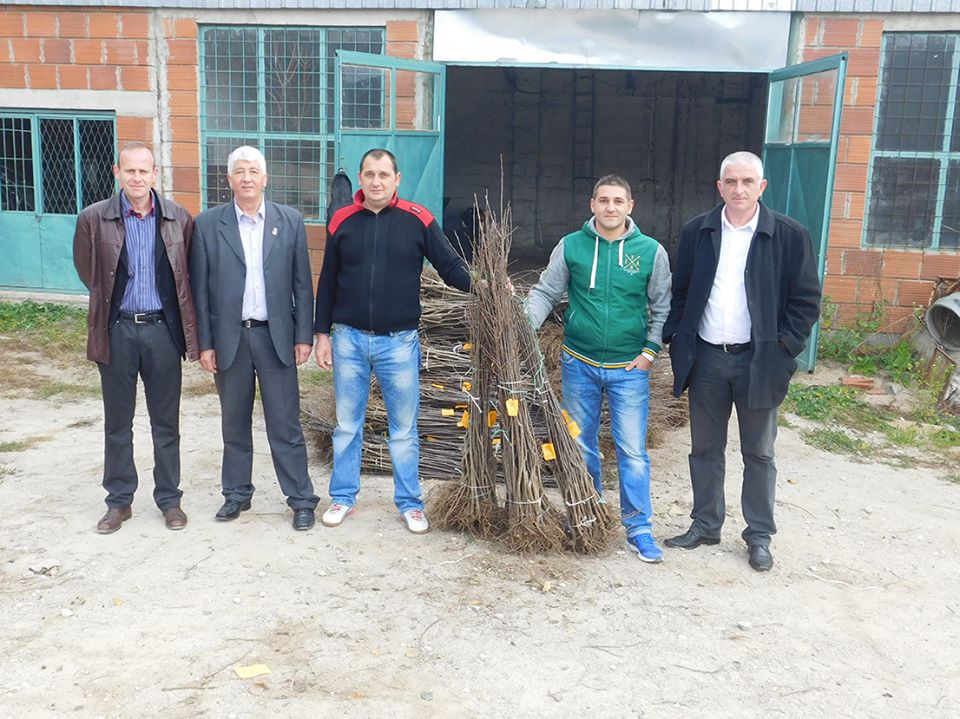 Podela sadnica novembar 2015